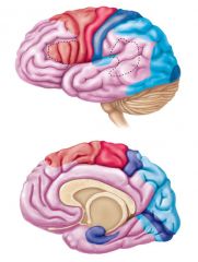 Identify primary sensory cortical areas for:
- Somatic Sensation
- taste
- balance
- olfaction
- audition
- vision