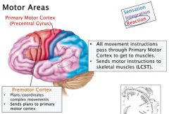 Premotor cortex: plans / coordinates complex movements
- Sends plans to primary motor cortex
Primary motor cortex: Sends motor instructions to skel muscles (via LCST)