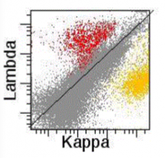 Reactive, polyclonal B cell population in a lymph node 
- Red = lambda-expressing B cells
- Yellow = kappa-expressing B cells