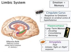 1) Cingulate Gyrus: Response to emotions [belt]
- outputs to cerebral cortex and hypothalamus
2) Hippocampus: Long term Memory [seahorse]
- encoding, consolidating, retrieving
3) Amygdala: fear [almond]
- initiates 'fight or flight' response