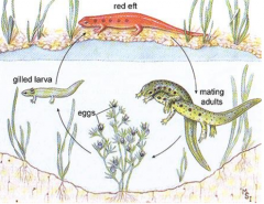 have aquatic larva followed by a terrestrial juvenile stage then by a second adult aquatic stage
