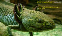 -evolution of retention of larval characteristics into adulthood. Many salamanders achieve sexual maturity while retaining external gills and an aquatic habitat
-external gills allow capture of oxygen from water