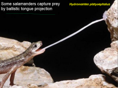 some salamander capture prey by...