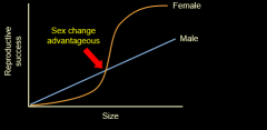 * Females with a larger body cavity will lay more eggs
* Large individuals have a higher fecundity as females
* Males change to females after reaching a certain size. 