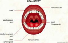 Oral Cavity 
What is done in a mouth and throat exam?