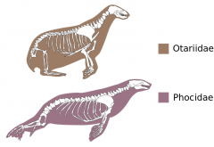 

Otariidae (Fur seals and sea lions) : Have "legs" and ear flap. Swim with front flippers, like turtles or penguins. 

  Phocidae ("true" seals): Have tail and no ear flap. (More adated to swim. Swim with the tail, like a fish.  