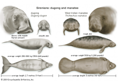 Manatees  (Sea cows): More river dependent. Eat plants, algae and seagrass. 

Dugongs: "dolphin" tail and only eats seagrass.
