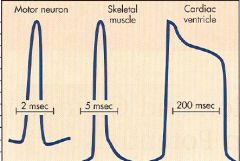 Why is the resting membrane potential of skeletal and cardiac muscle more negative?
