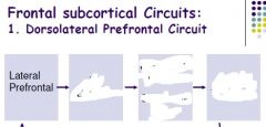 Frontal subcortical Circuits:
1. Dorsolateral Prefrontal Circuit