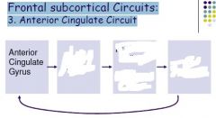 Frontal subcortical Circuits:
3. Anterior Cingulate Circuit