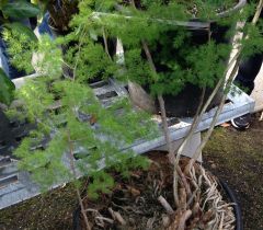 Asparagus


umbellatus


 


Ming Fern,


Japanese Pine


Ming Pine