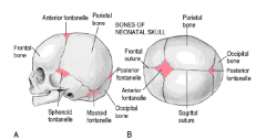 reference point for fetalhead during childbirth