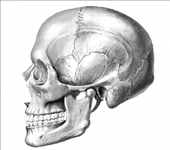 Le ptérion est la ligne de jonction de 4 os en forme de H. Il relie 1) l'os frontal, 2) l'os sphénoïde, 3) l'os temporal et 4) l'os pariétal.