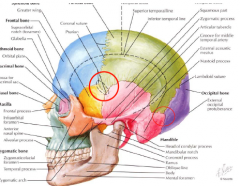 • Sutures: 
o Coronal: parietal + frontal bones 
o Squamous: parietal + temporalbones 
o Sagittal: R. + L. parietal 
o Lambdoid: parietal + occipitalbone 
      • Bregma: sagittal and coronalsutures 
      • Lambda: sagittal and lamboid sutu...