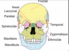 Le processus maxillaire