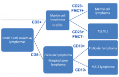 CD5+

CD23- / FMC7+