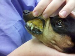 Upon examining this 7 year old female spayed Dachshund, you notice her mucous membrane color is abnormal. What term would your write in the medical record to describe your findings?