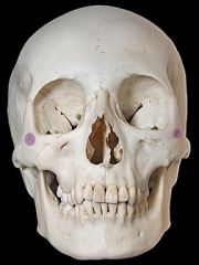 Le foramen zygomatico-facial qui permet le passage du nerf zygomatique.
