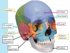 L'os maxillaire forme ... (3 éléments)