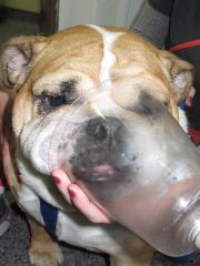 A 2-year old bulldog presents with respiratory distress, specifically on inhalation, and stertor. What, of the following, would be the most common cause of respiratory distress in this patient?