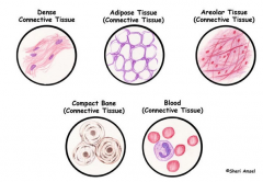 - Common embryonic origin
- Has blood supply
- Has specialized cells (e.g., plasma cells, or macrophages)
- Has extracellular matrix (extracellular protein fibers [e.g., collagen fibers] and ground substance [e.g., in liquid, gel-like, or solid])

