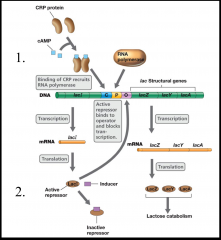 1. In the absence of glucose, there is
sufficient cAMP to
bind to CRP (cyclic AMP receptor protein)
-positive transcriptional control
2. When lactose is present, lactose is taken
into the cell and converted to allolactose
-negative transcripti...