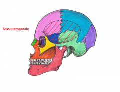 La fosse temporale: elle est composée de sa ligne temporale supérieure et de sa ligne temporale inférieure. Elle contient le muscle temporal.