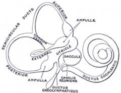 1) Pars superior: vestibular labyrinth (utricle and semicirc canals)
2) Pars inferior: coclea and saccule
3) Endolymphatic sac and duct