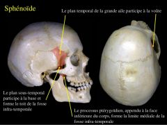 C'est une cavité que l'on retrouve sous l'arcade zygomatique temporale et derrière la mandibule.