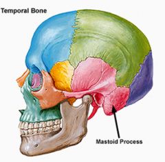 C'est le processus mastoïde. Cette proéminence est l'endroit où s'attache le muscle sterno-cleïdo -mastoïdien. Il n'est pas développé chez le nouveau-né.