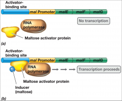 -in the absence of maltose, there is no
activation of the mal operon
-in the presence of maltose (inducer), maltose binds to the maltose
activator protein allowing the maltose activator protein to bind to the
activator binding site to activate...
