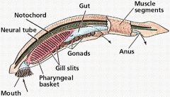 What does the lancelet (amphioxus) have that identifies it as a chordate?