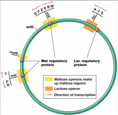 –
more than one operon under the control of a single regulatory protein
-the
genes of the maltose regulon
(transcriptionally controlled by the same activator) which includes 2 maltose
operons and malS are in green 