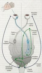 retina--> optic nerve--> lateral geniculate nucleus (thalamus- on other side)--> optic radiations--> occipital lobe--> primary motor nucleus--> pontine nucleus --> facial nucleus--> facial nerve --> blink 


 


tests CNII, visual cortex, cortex...