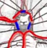 What vessels make up the circle of Willis?