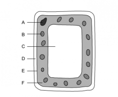 Which of the labelled parts are also present in an animal cell?