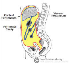 Lines the abdominopelvic cavity