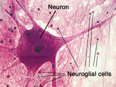 - Conducts electrical impulses rapidly - Convey information one region to another. 
- Composed of two types of cells: neurons and neuroglia (glial cells)
