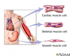 - Muscle cells (muscle fibres) contain protein microfilaments called actin and myosin. - Muscles contract when these protein molecules interact, accounting for body movements. 