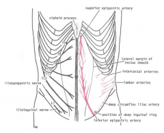 superior epigastric ( from internal thoracic a), Inferior epigastric ( from external iliac a), both these aa run post to RA. 

Also musculophrenic branches, Deep circumflex iliac (from ext iliac), Lumbar intercostal, Sup. circimflex iliac and su...