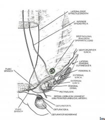 deep to the deep ring is the testicular vessels and the ductus (vas) deferens separate and travel different directions.
