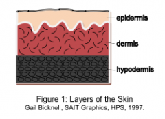 - The skin consists of two main layers, the epidermis﻿ and the ﻿dermis.﻿ 
- The hypodermis (subcutaneous layer) is not really part of the skin; it consists of fat and areolar connective tissue