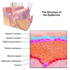 - Outer layer-- Consists of stratified squamous epithelium
- Closely packed cells protect the body from excessive water loss/ invasion by microorganisms
- Surface cells are dead (about 30 layers of them), but are constantly being replaced