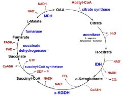 דרך נחמדה לזכור:
So-----------Citrate Synthase
At------------Aconitase
Another---Aconitase
Dance------Isocitrate Dehydrogenase
Devon------Alpha-Ketoglutarate Dehydrogenase
Slipped----Succinyl CoA Synthetase
Down------Succinate Dhydrog...