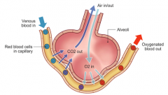 Diffusion (in the alveoli) allows oxygen into the blood and carbon dioxide into the alveoli.
