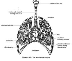 Once air is breathed in through the mouth or nose it travels down the trachea. The trachea splits into two- one going into the left lung and one going into the right lung- these pipes are called bronchi. 