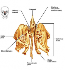 • Choana: posterior region of nasalseptum 
• Cribiform plate 
• Crista Galli 
• Superior and middle concha 
• Ethmoidal Foramina