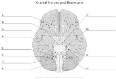 #8 2 parts
Cranial - face movement, inside mouth and neck.
Spinal - movements of head