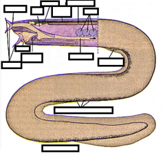 Cartilage is also used to strengthen these parts of the myxini (hagfish).