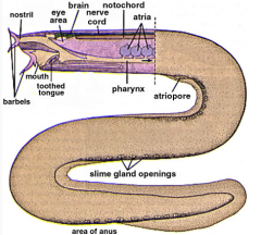 Tentacles (barbels), nasopharyngeal duct (toothed tongue), and soft palate (not shown).
